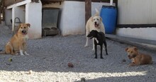 KOSMO, Hund, Mischlingshund in Kronach - Bild 15
