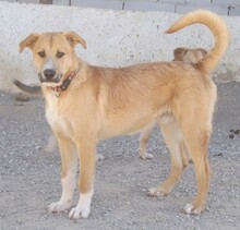 KOSMO, Hund, Mischlingshund in Kronach - Bild 2