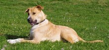KOSMO, Hund, Mischlingshund in Kronach - Bild 8