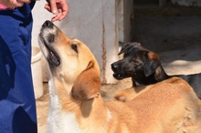 ROKA, Hund, Mischlingshund in Neuss - Bild 10