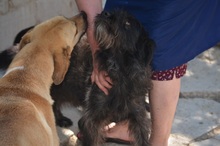 ROKA, Hund, Mischlingshund in Neuss - Bild 11