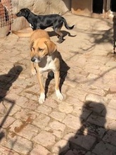 ROKA, Hund, Mischlingshund in Neuss - Bild 13
