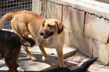 ROKA, Hund, Mischlingshund in Neuss - Bild 7