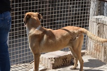 ROKA, Hund, Mischlingshund in Neuss - Bild 8