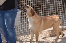 ROKA, Hund, Mischlingshund in Neuss - Bild 9