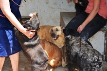 KLARI, Hund, Mischlingshund in Ungarn - Bild 10