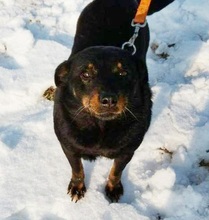 KLARI, Hund, Mischlingshund in Ungarn - Bild 11