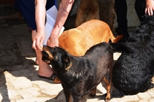 KLARI, Hund, Mischlingshund in Ungarn - Bild 7
