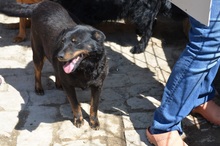 KLARI, Hund, Mischlingshund in Ungarn - Bild 8
