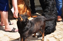 KLARI, Hund, Mischlingshund in Ungarn - Bild 9