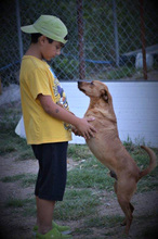 DINO, Hund, Mischlingshund in Griechenland - Bild 3