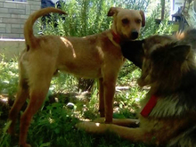 DINO, Hund, Mischlingshund in Griechenland - Bild 4