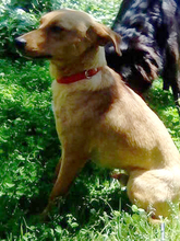 DINO, Hund, Mischlingshund in Griechenland - Bild 5