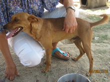DINO, Hund, Mischlingshund in Griechenland - Bild 6