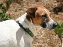 ANIBAL, Hund, Mischlingshund in Spanien - Bild 2
