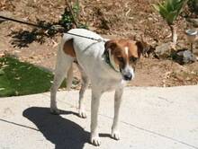 ANIBAL, Hund, Mischlingshund in Spanien - Bild 3