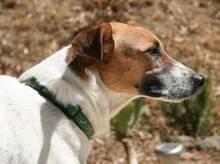 ANIBAL, Hund, Mischlingshund in Spanien - Bild 4
