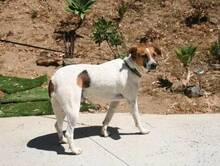 ANIBAL, Hund, Mischlingshund in Spanien - Bild 5