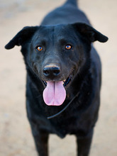 YOWIE, Hund, Mischlingshund in Spanien - Bild 10