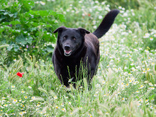 YOWIE, Hund, Mischlingshund in Spanien - Bild 12
