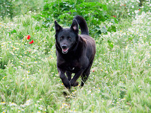 YOWIE, Hund, Mischlingshund in Spanien - Bild 13