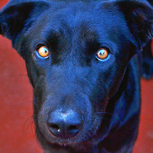 YOWIE, Hund, Mischlingshund in Spanien - Bild 15