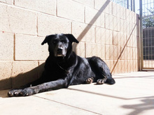 YOWIE, Hund, Mischlingshund in Spanien - Bild 16