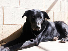 YOWIE, Hund, Mischlingshund in Spanien - Bild 17
