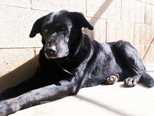 YOWIE, Hund, Mischlingshund in Spanien - Bild 18