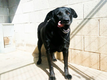 YOWIE, Hund, Mischlingshund in Spanien - Bild 19