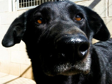 YOWIE, Hund, Mischlingshund in Spanien - Bild 20
