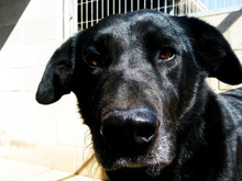 YOWIE, Hund, Mischlingshund in Spanien - Bild 21