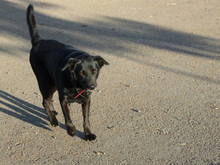 YOWIE, Hund, Mischlingshund in Spanien - Bild 23