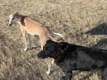 YOWIE, Hund, Mischlingshund in Spanien - Bild 24