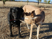 YOWIE, Hund, Mischlingshund in Spanien - Bild 25