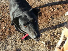YOWIE, Hund, Mischlingshund in Spanien - Bild 26