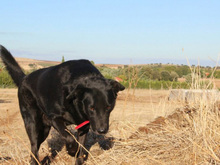 YOWIE, Hund, Mischlingshund in Spanien - Bild 27
