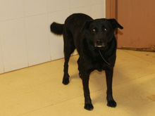 YOWIE, Hund, Mischlingshund in Spanien - Bild 28