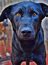 YOWIE, Hund, Mischlingshund in Spanien - Bild 3