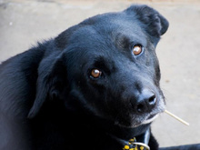 YOWIE, Hund, Mischlingshund in Spanien - Bild 30