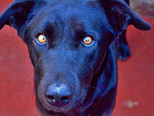YOWIE, Hund, Mischlingshund in Spanien - Bild 4
