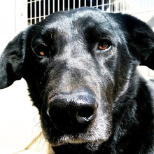 YOWIE, Hund, Mischlingshund in Spanien - Bild 5