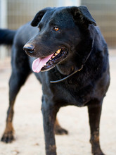 YOWIE, Hund, Mischlingshund in Spanien - Bild 6