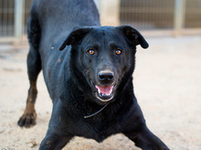 YOWIE, Hund, Mischlingshund in Spanien - Bild 7