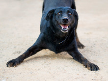 YOWIE, Hund, Mischlingshund in Spanien - Bild 8