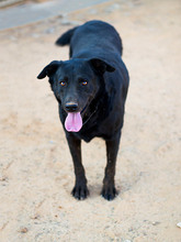 YOWIE, Hund, Mischlingshund in Spanien - Bild 9