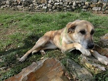 LORETTA, Hund, Mischlingshund in Italien - Bild 3