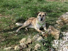LORETTA, Hund, Mischlingshund in Italien - Bild 4