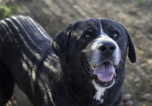 DJANGO, Hund, Mastin Español-Mix in Spanien - Bild 20