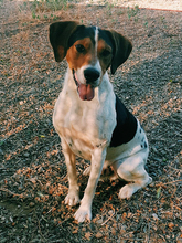 ROY, Hund, Beagle in Spanien - Bild 1